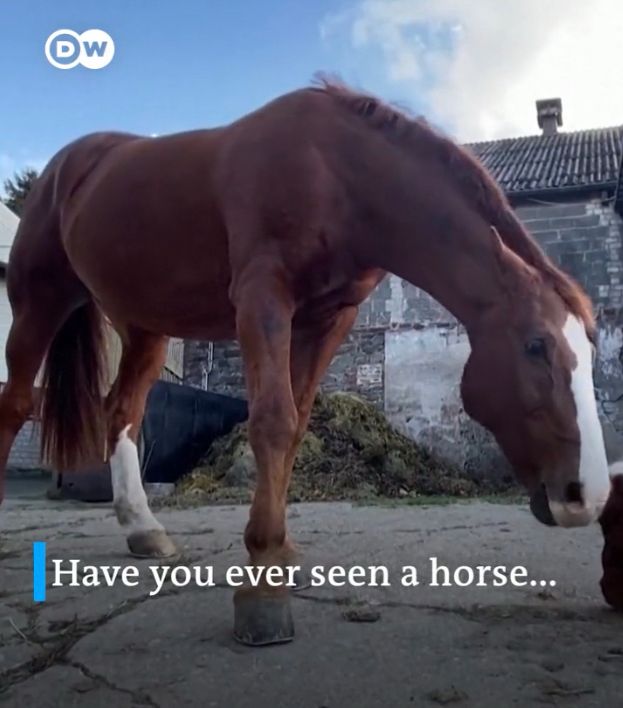 DW
Have you ever seen a horse...