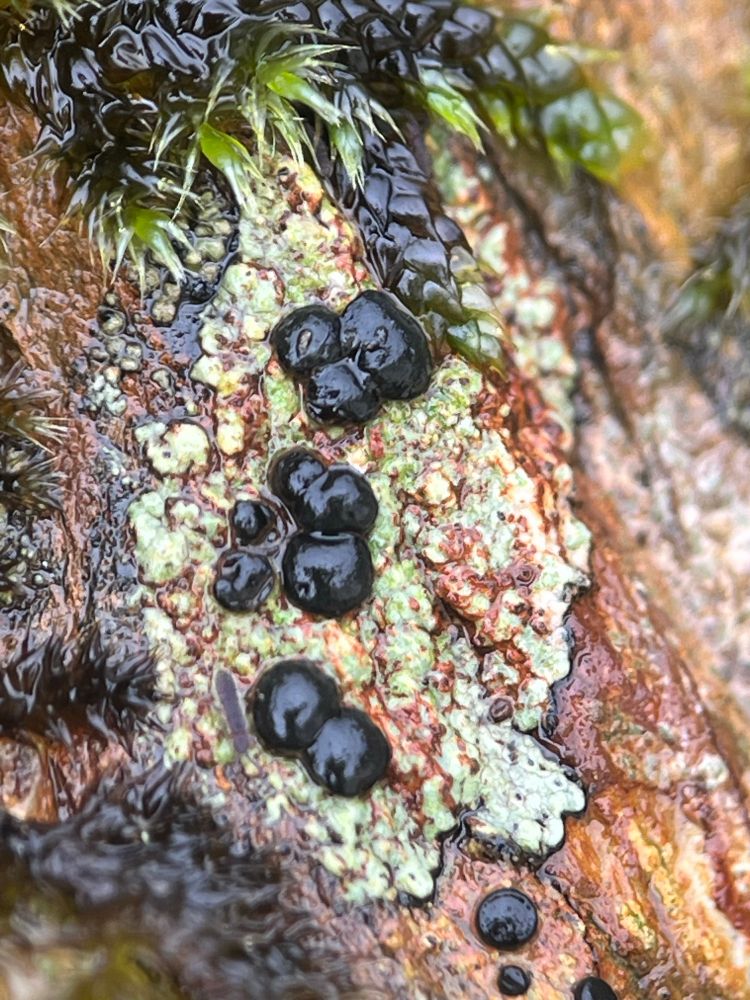 Pale green lichen with black apothecia growing on rock that has a rusty colour and surrounded by moss which is green and purple at the top of the picture and purple coloured to the bottom left of the picture. A tiny grey invertebrate is on the bottom left of the lichen between the bottom two black apothecia and the purple moss. 