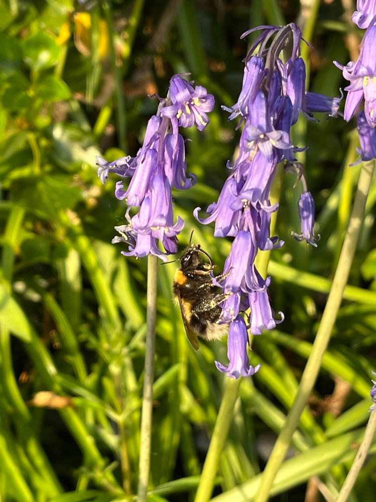 A fuzzy yellow and black bumblebee with a white tail and a long tongue on a bluebell flower. Green vegetation and two more bluebell stalks in the background 