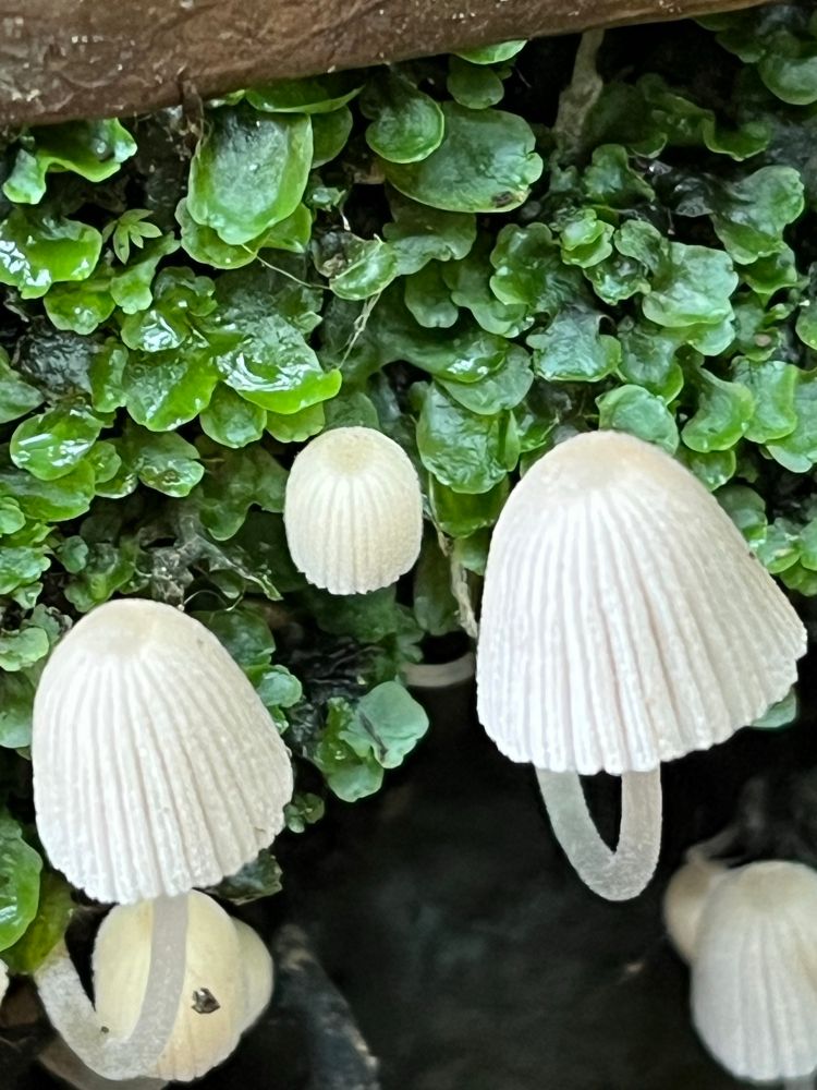 A zoomed in photo of the pale mushrooms. The caps appear pleated and they closely resemble lampshades. 