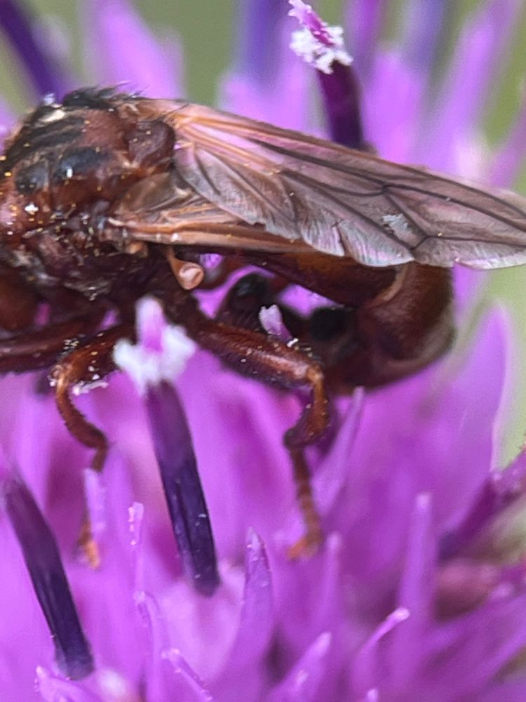 A close up of the fly on the purple flower showing the wings mostly 