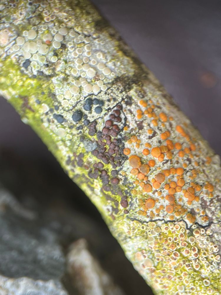 A small stick with adjacent crustose lichens with different coloured apothecia.