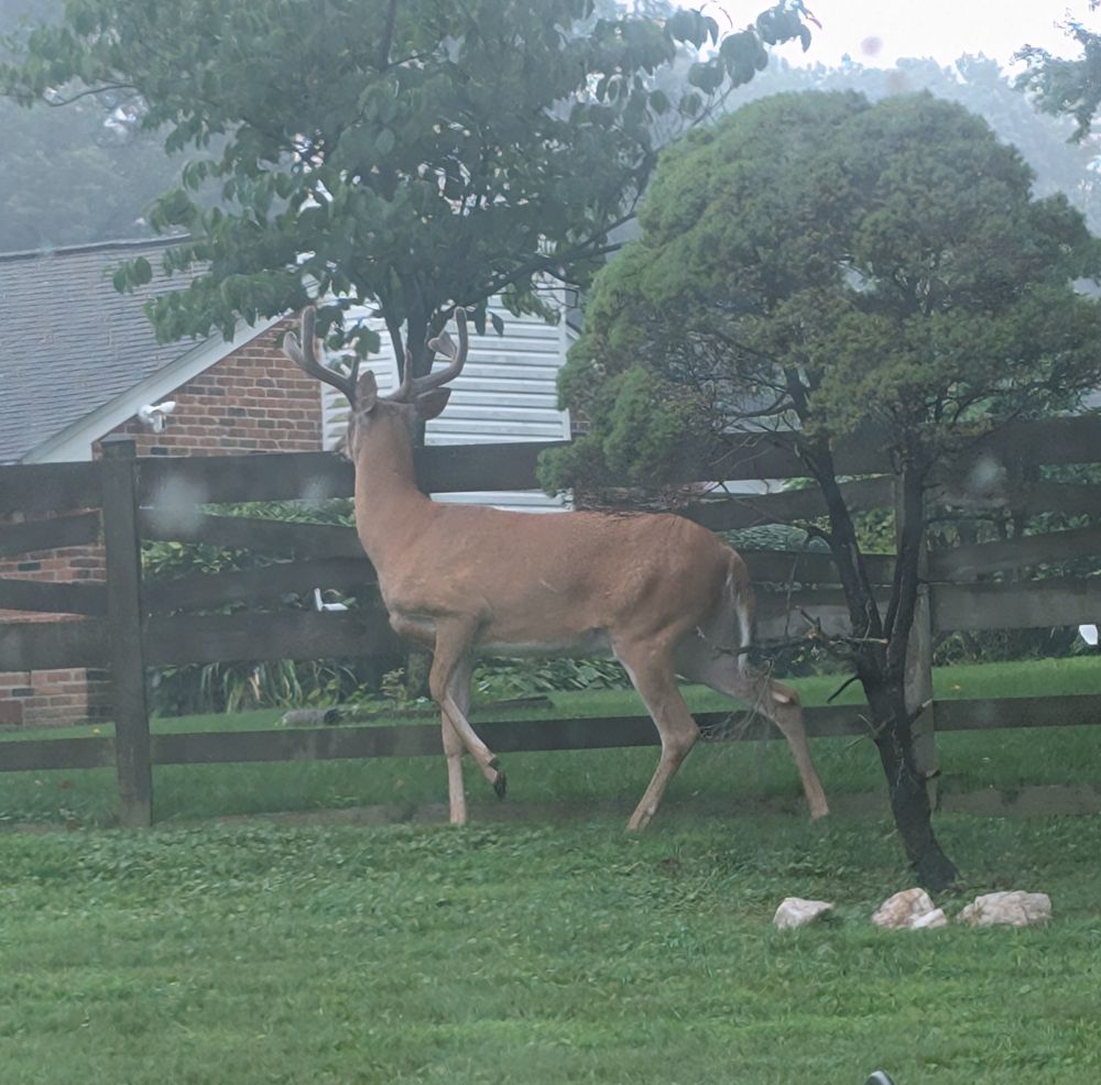 Photo of a buck deer looking over a fence in a yard near a small tree.