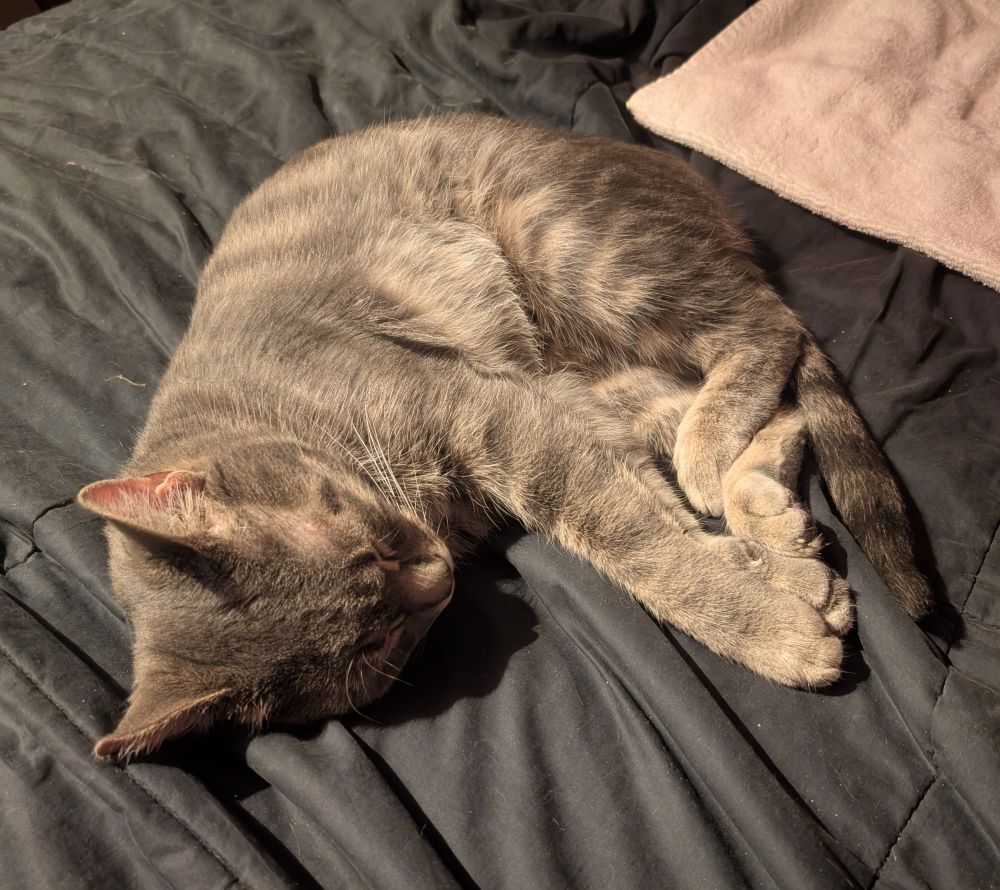 A grey tabby cat sleeps curled up on his side on a black comforter.