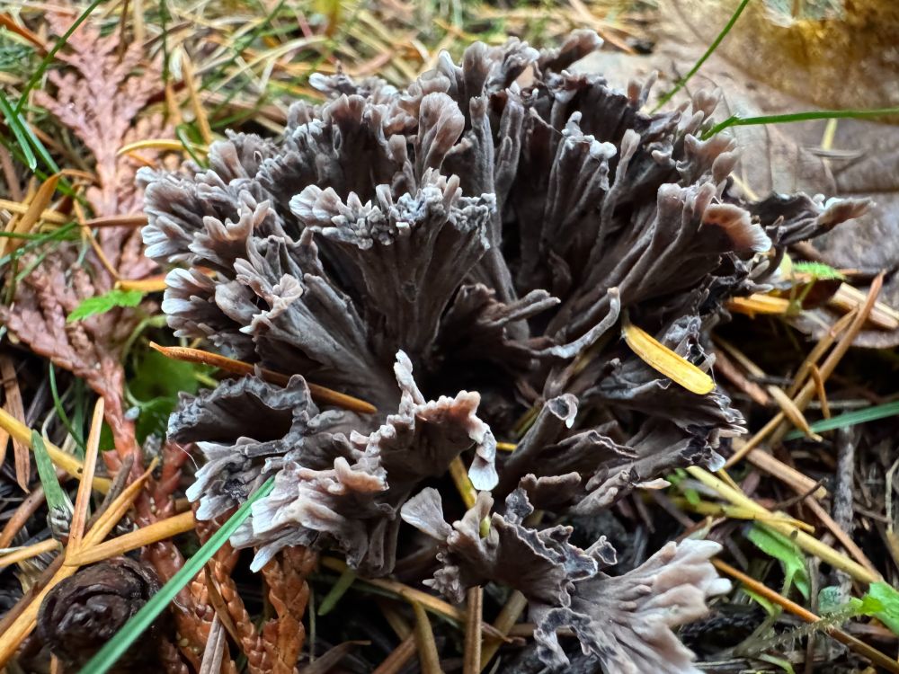 Funky dark grey, almost black, fan-shaped mushroom. The tips are a light tan color.
#StinkingEarthfan