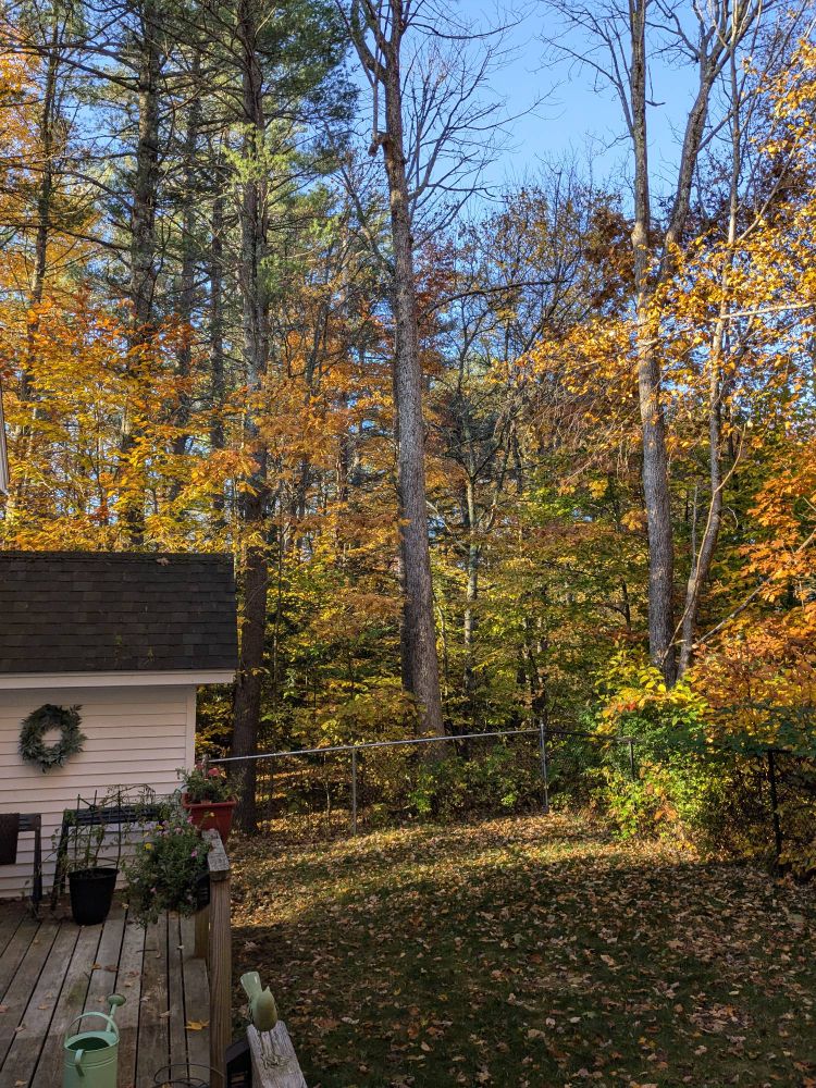 A sun-dappled backyard sits beneath a blanket of leaves. Trees guard its edges, some dead and bare, most still holding onto their autumn leaves. A blue sky pokes through the yellow and gold overgrowth. It is a beautiful day.