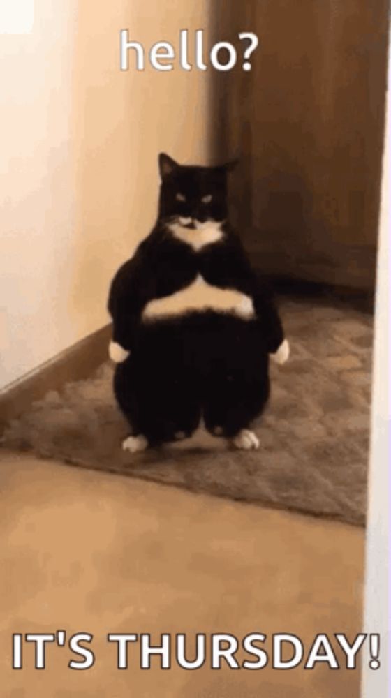 Stand Cat GIF