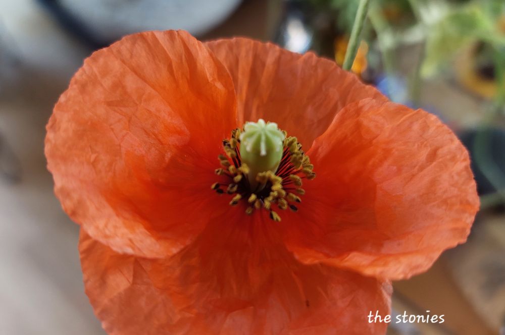 Voll erblühte mittelrote Klatschmohnblüte mit Pollen und Stempel in Nahaufnahme