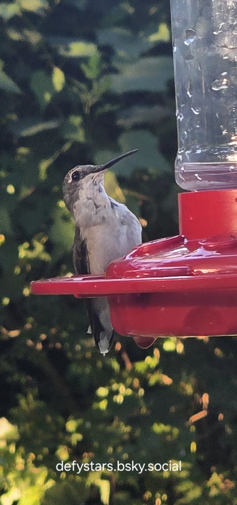A female (or immature male, but pretty sure a female) Ruby Throated Hummingbird sits on a red feeder. Green leaves dappled with the morning sun are blurred behind her. 