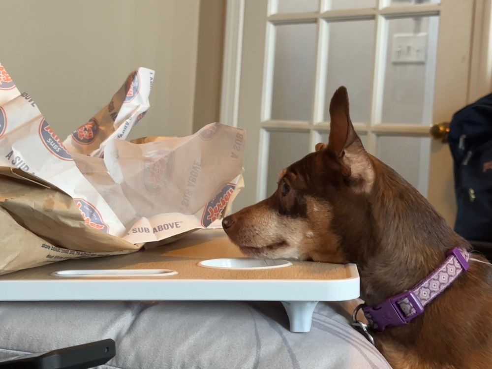 Stevie staring at a Jersey Mike’s sandwich wrapper. 
