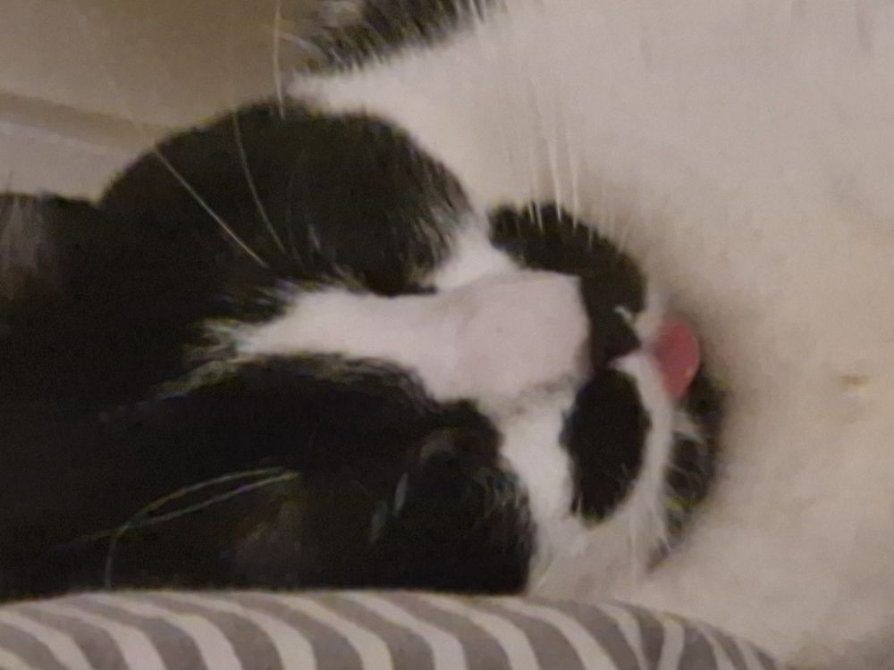 Close-up of a tuxedo cat sleeping with his tongue out. 