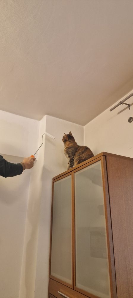 Tortoiseshell cat on top of a cabinet watching someone painting the wall. 