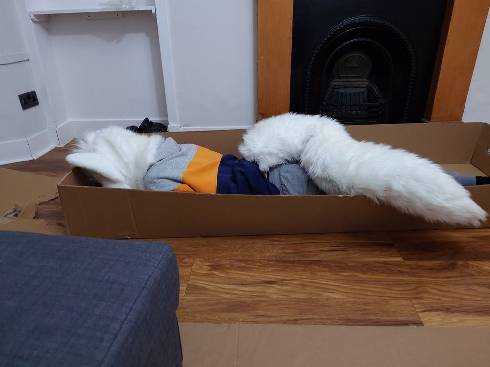 Liamm lying face down in a big ol' box (meow meow meow)