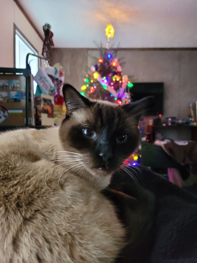 Siamese cat curled on a black coat, appearing with a Christmas tree behind.