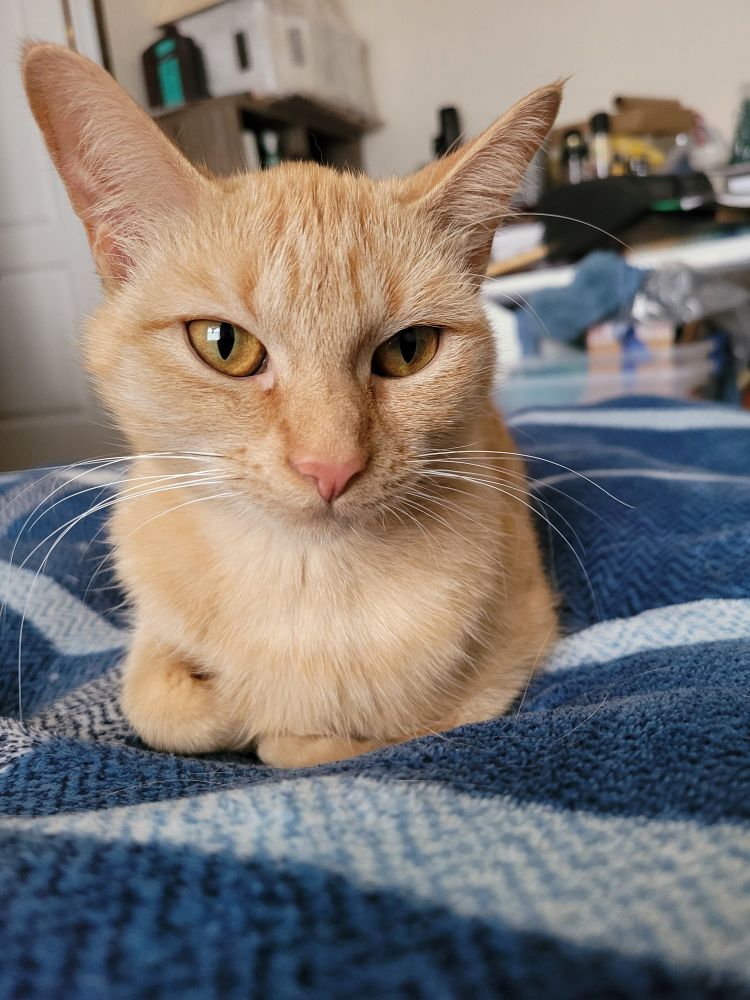 Orange kitten loafing