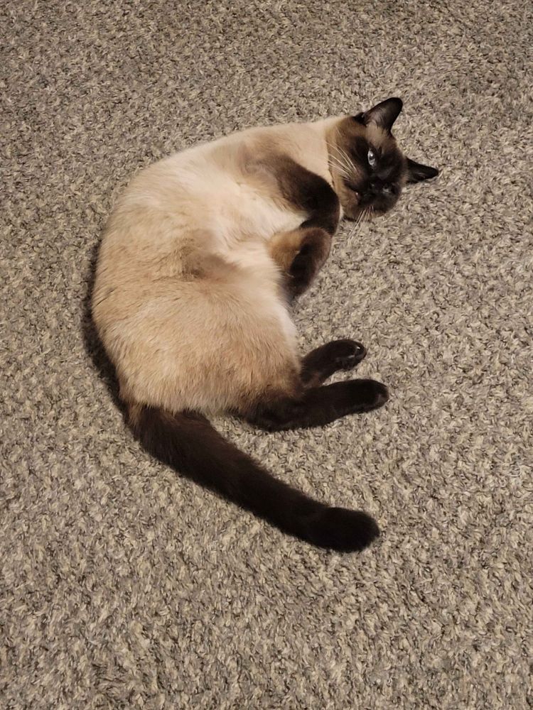 Siamese cat laying like a croissant 