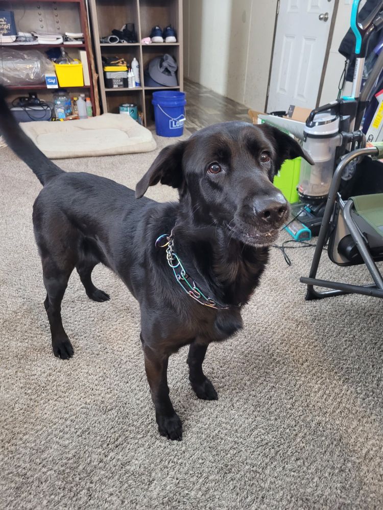 Black dog waiting for his toy to be thrown with rapt attention 
