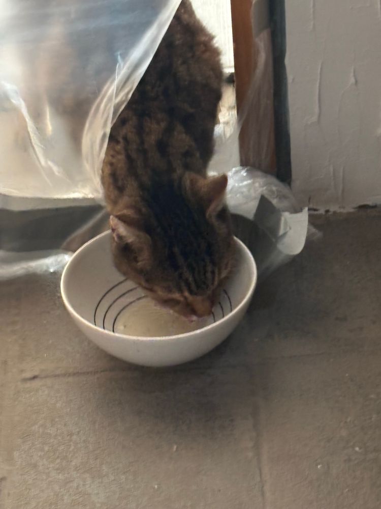 Katze zwängt sich durch eine von eine Plane abgehängten Tür und trinkt Milch.