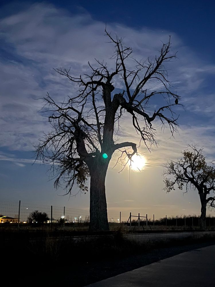 Two shots of a gnarled oak tree with the moon behind them. An owl can be seen perched in silhouette 