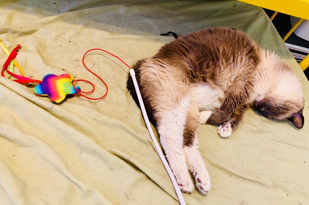 Grey and white cat sleeping near a rainbow colored cat toy