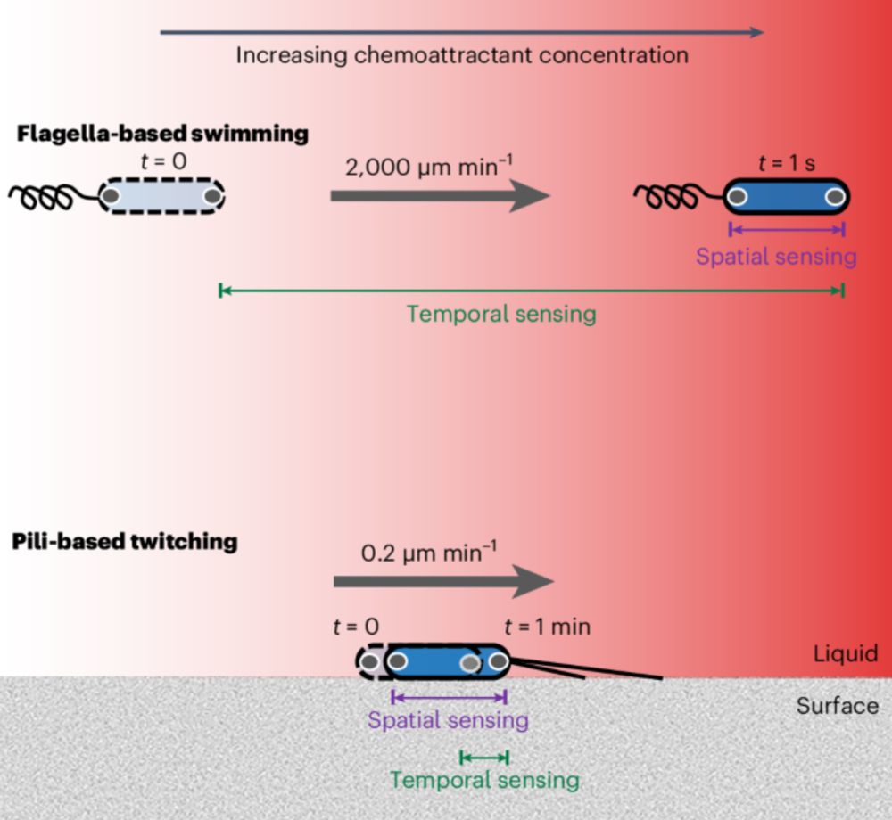 Individual bacterial cells can use spatial sensing of chemical gradients to direct chemotaxis on surfaces - Nature Microbiology