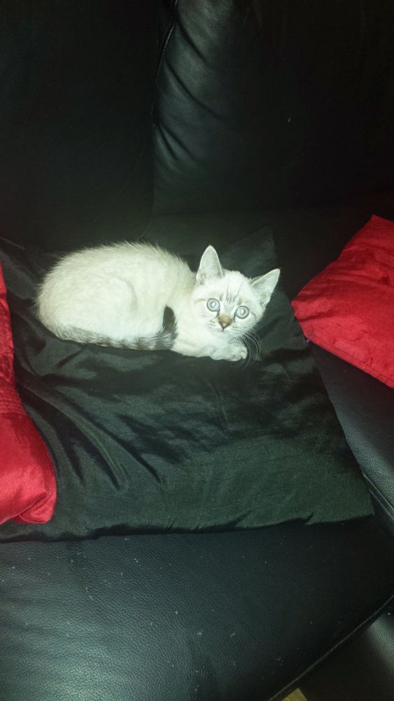 A picture of Storm at about 6 months old. One of her first days with us.