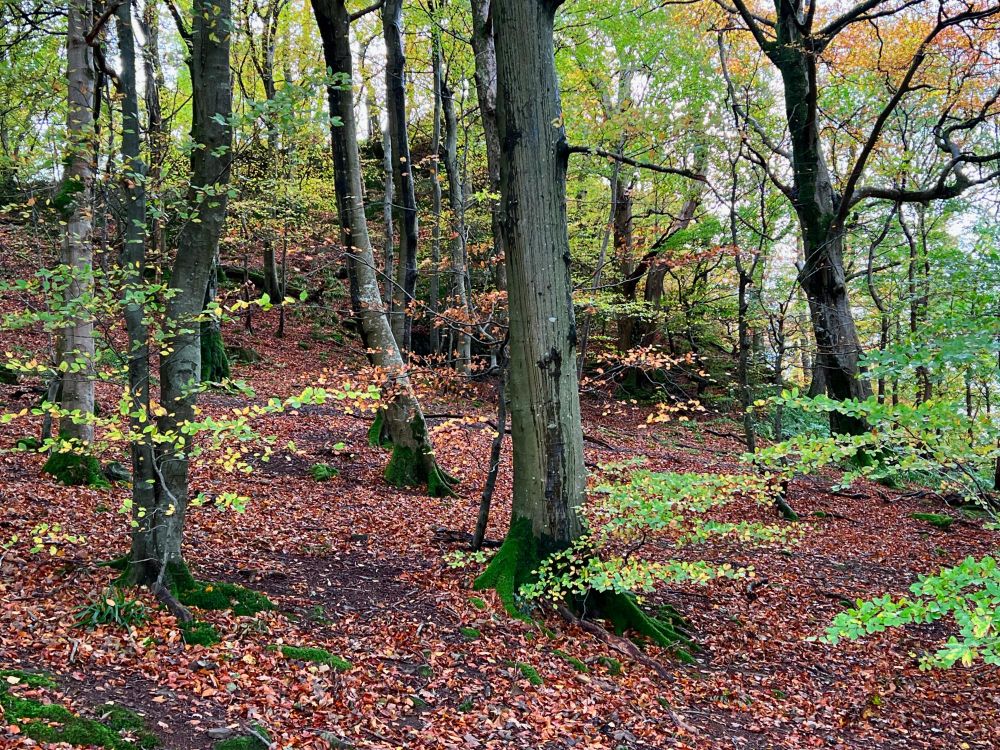 Autumnal woodland view