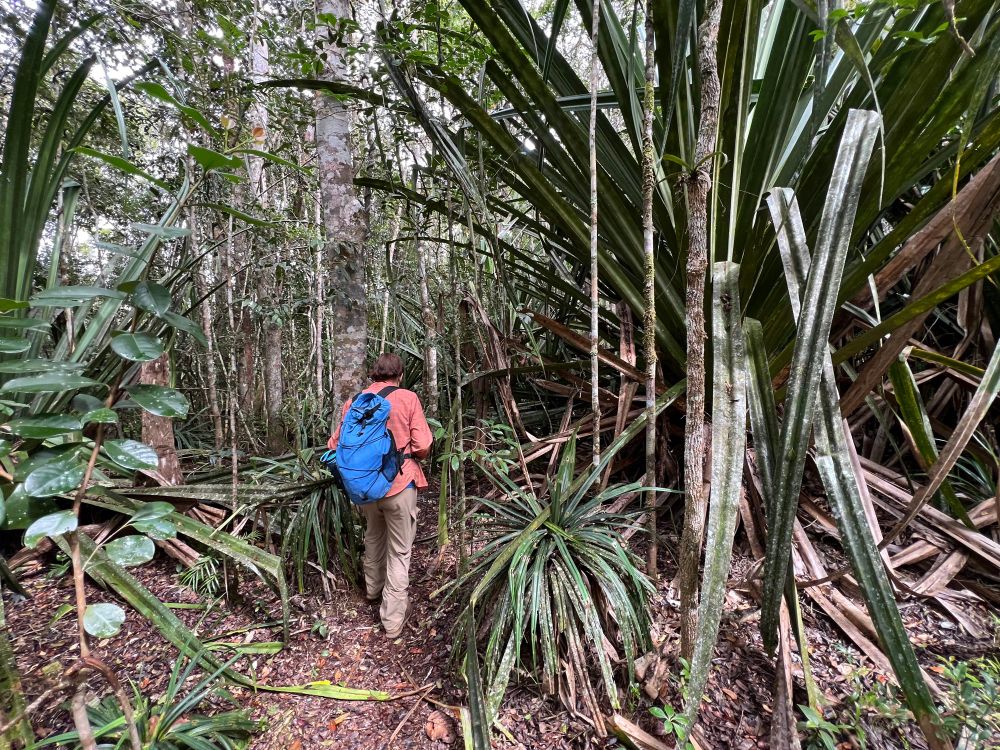 Sue lemur spotting in rainforest 