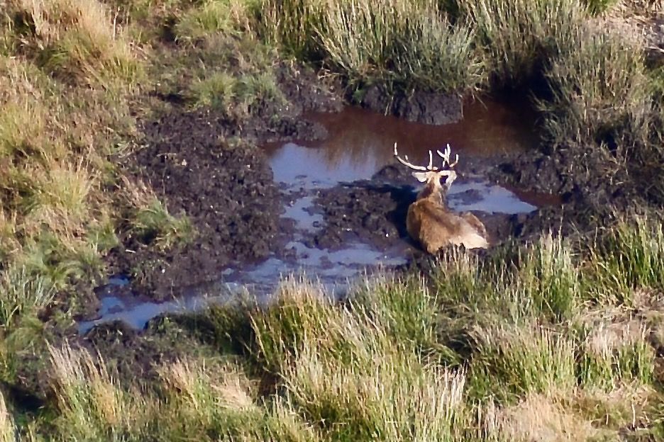 Large stag rolling in a muddy wallow