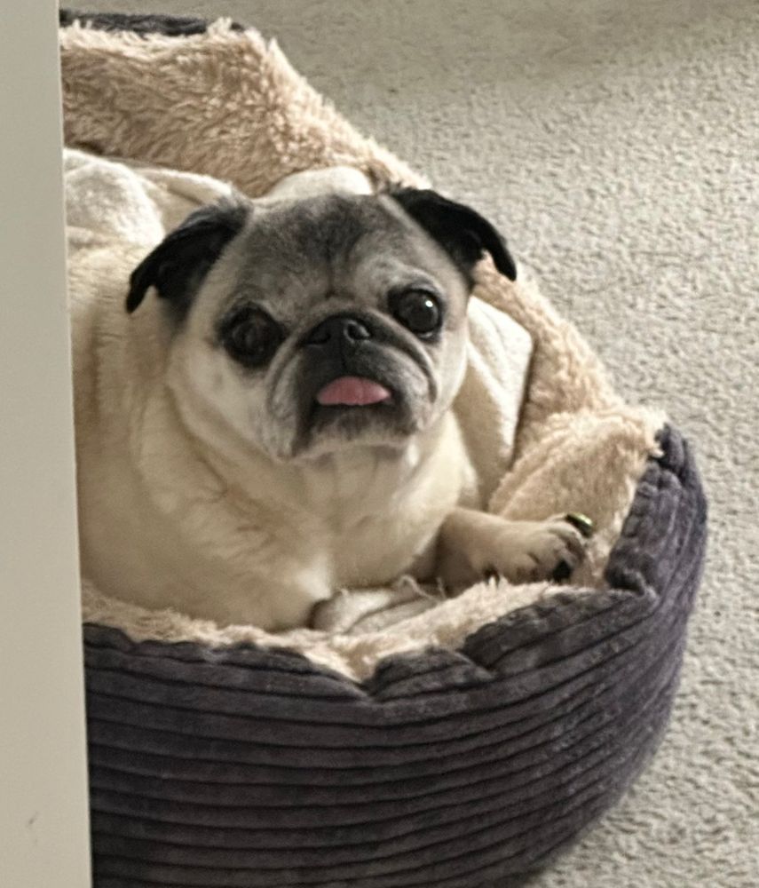 An elderly pug lying on a beige and grey dog bed against a beige carpet. He is sticking his tongue out.