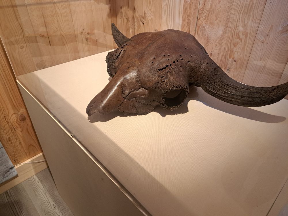 14,000 yo buffalo skull