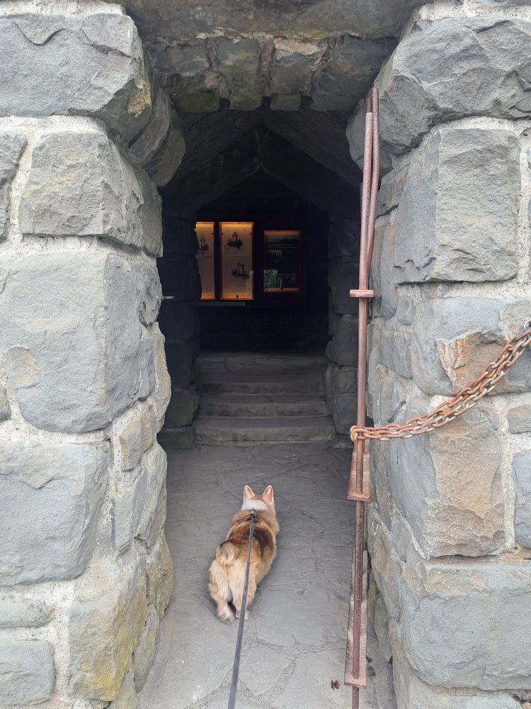 Parent's Corgi entering Mt Constitution tower.