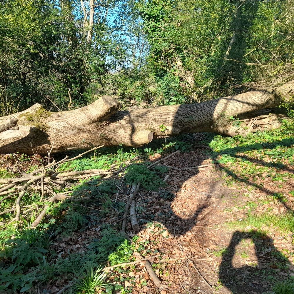 Fallen tree