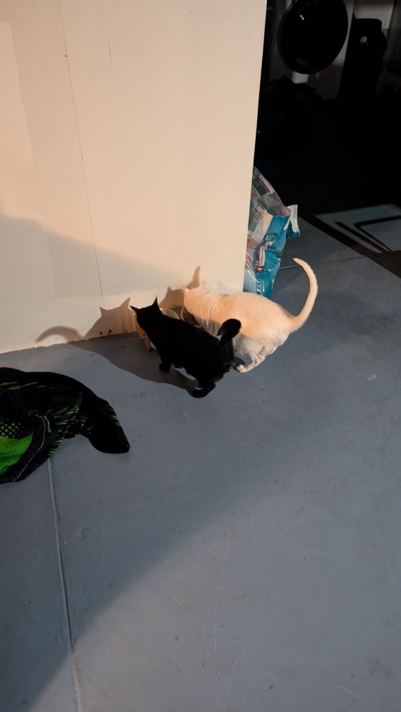 Momentarily truce over breakfast.