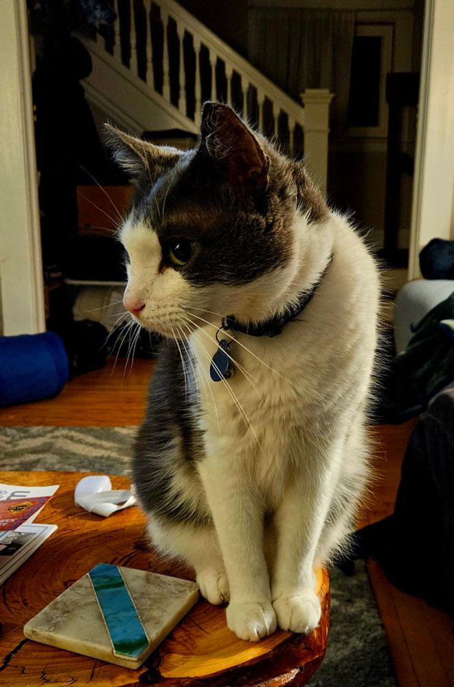 A gray-and-white cat with big green eyes sitting on a coffee table, getting ready to demand cuddles. His whiskers are magnificent, and his fur, while not particularly long, is absurdly soft. Light shining through it shows off its texture. 