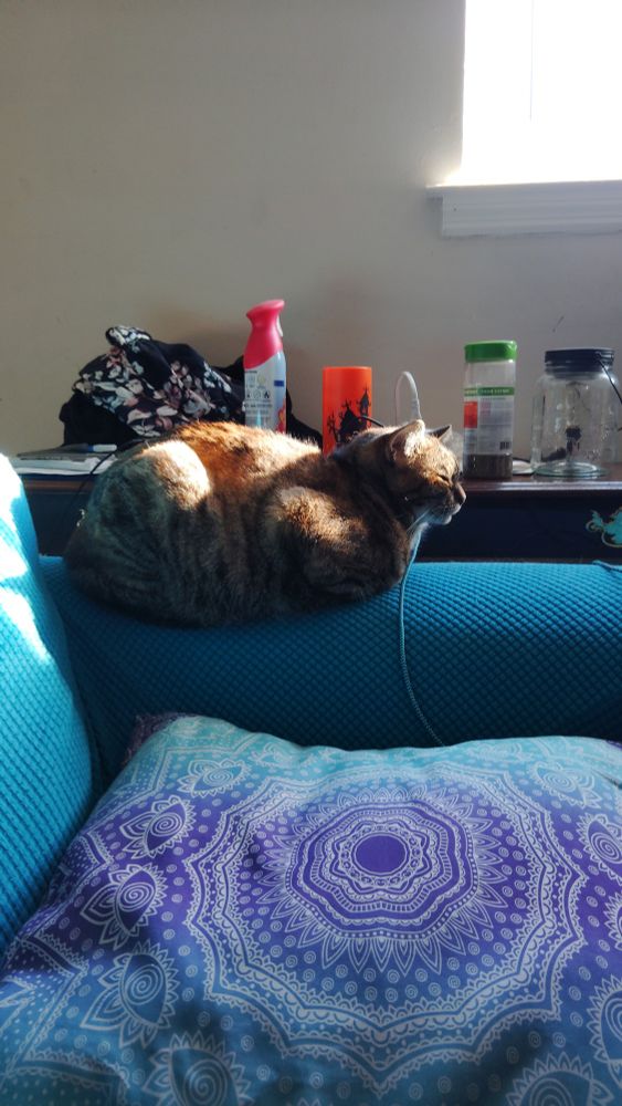 My sabo-tabby, enjoying sun