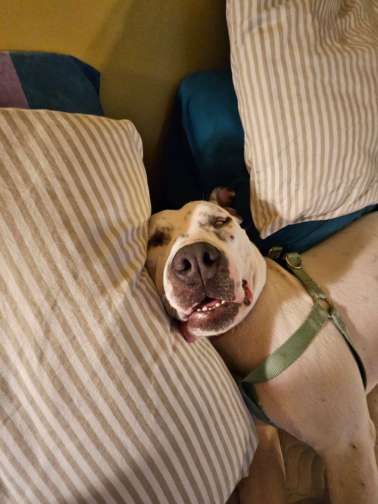 view of sleepy pup head on