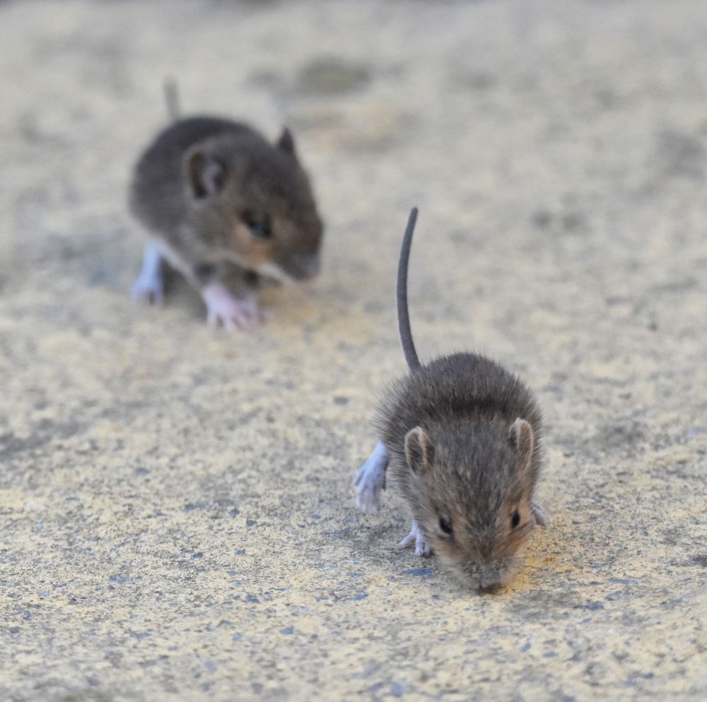 Two young mice clumsily explore the world