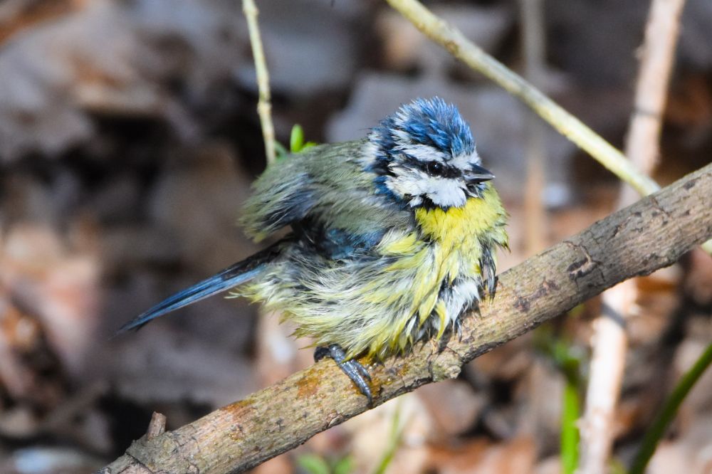 Wet blue tit on a branch