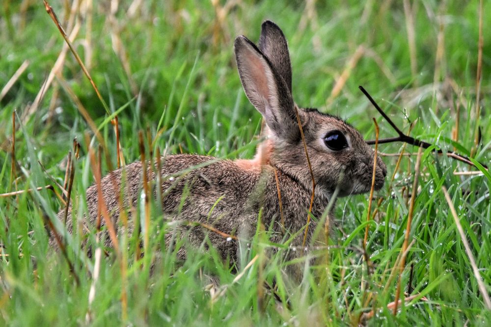 A brown rabbit crouches in wet grass