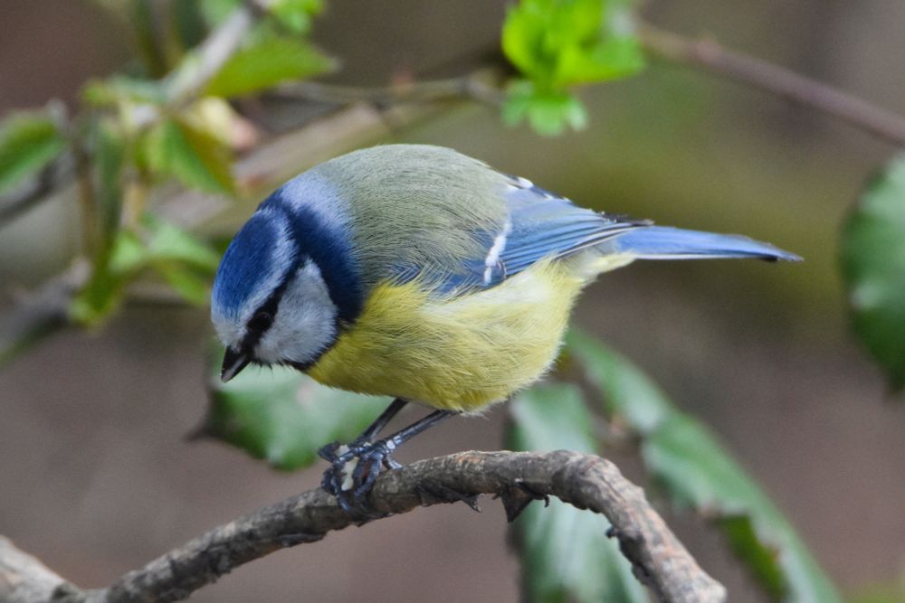 Blue tit on a branch, preparing to eat a grain it is holding