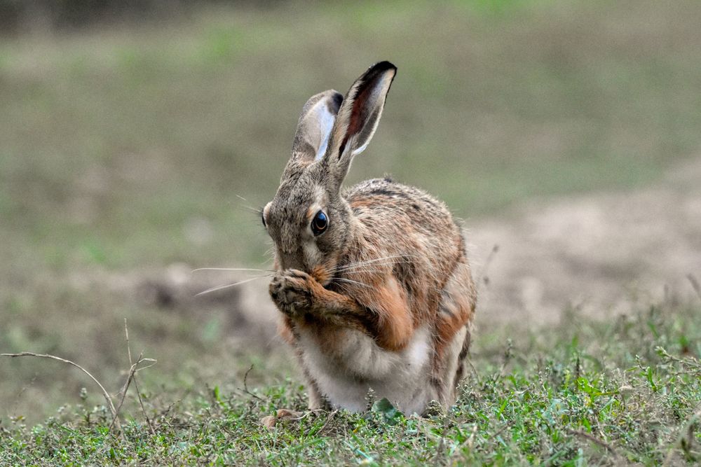 A seemingly pregnant hare, sat on a bed of short weeds, scrubs its nose with both hands