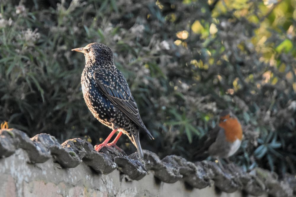 A robin (Erithacus rubecula) admires the plumage of a common starling (Sturnus vulgaris)