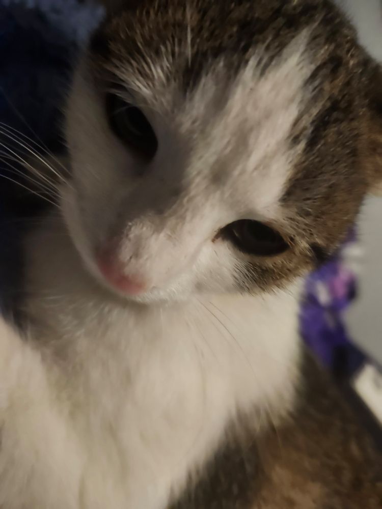 Closeup of grey and white kitten