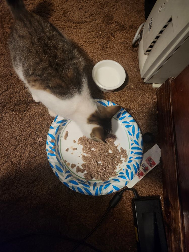 Grey and white kitten eating meat with a bowl of milk next to it