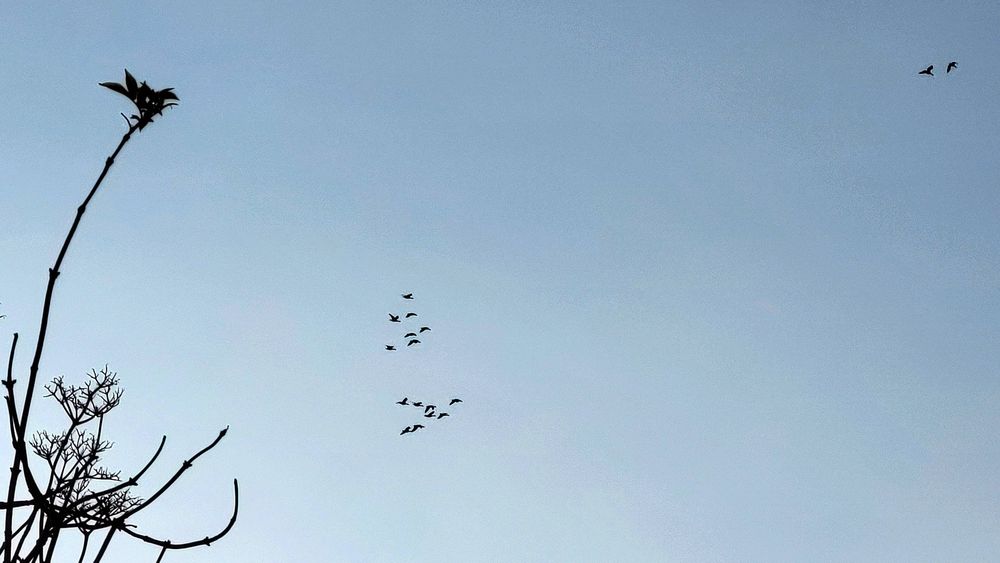 Picture taken in South Scotland, 17 November 2024 - Wild geese flying south for the winter