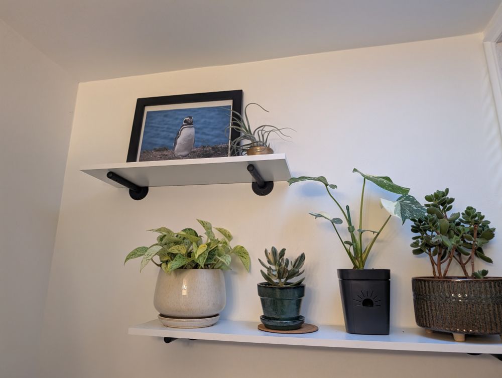 two floating shelves:
below, four of Jillian's plants, each a different shape and funky color.
Above, a photo of a sassy-looking magellanic penguin named Raul, and a tiny air plant