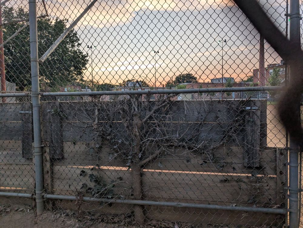 A photo of a baseball diamond at sunset, depicting the flattened (espaliered) shrubby little dead tree in my lil micropoem