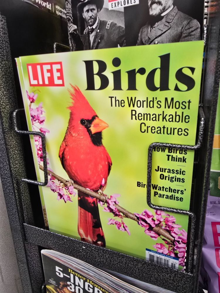 Life Magazine cover in a checkout display stand. There's a vivid red cardinal on a pink flowered branch with a green background. Headline reads: "Birds: the world's most remarkable creatures." Other text reads "How birds think. Jurassic origins. Bird watchers' paradise."