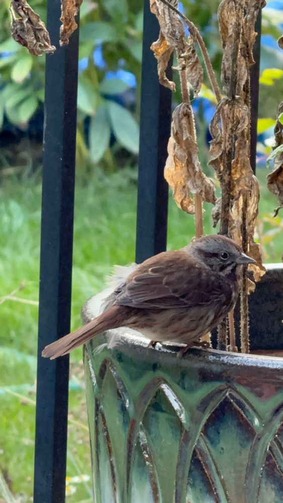 Song Sparrow after recovering from a window hit